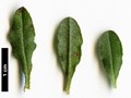 SpeciesSub: subsp. formosum